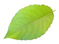 Green leaf Royalty Free Stock Photo