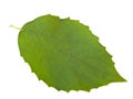 Green leaf Royalty Free Stock Photo