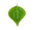 Green Leaf