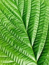 Green leaf. Royalty Free Stock Photo