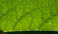 green leaf abstract close up Royalty Free Stock Photo