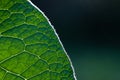 green leaf abstract close up Royalty Free Stock Photo