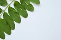 Green leaf acacia lies on a white background Royalty Free Stock Photo