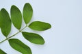 Green leaf acacia lies on a white background Royalty Free Stock Photo