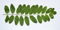 Green leaf acacia lies on a white background. Banner Royalty Free Stock Photo