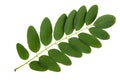 Green leaf of acacia tree Royalty Free Stock Photo