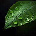 A Green Leaf Adorned with Water Droplets\