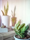 Green leaf, air purifying plants in white pot in the room Royalty Free Stock Photo