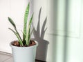 Green leaf, air purifying plants in white pot in the room Royalty Free Stock Photo