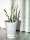 Green leaf, air purifying plants in white pot in the room Royalty Free Stock Photo