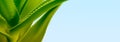 Green leaf aloe vera with water drops. Horizontal long nature background