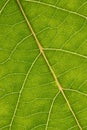 Green leaf with anatomy and structure, macro view