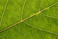 Green leaf with anatomy and structure, macro view