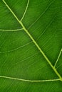 green leaf with anatomy and structure, macro view anatomy and texture green leaf Royalty Free Stock Photo