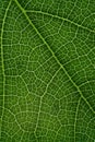 green leaf with anatomy and structure, macro view anatomy and texture green leaf Royalty Free Stock Photo