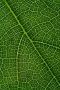 green leaf with anatomy and structure, macro view anatomy and texture green leaf Royalty Free Stock Photo