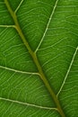 green leaf with anatomy and structure, macro view anatomy and texture green leaf Royalty Free Stock Photo