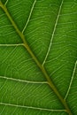green leaf with anatomy and structure, macro view anatomy and texture green leaf Royalty Free Stock Photo