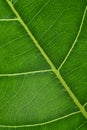 green leaf with anatomy and structure, macro view anatomy and texture green leaf Royalty Free Stock Photo