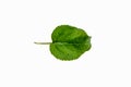 Green leaf of apple tree isolated on white background, clipping path. template Royalty Free Stock Photo