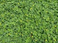 Green leaf of arachis pintoi is a type nuts that grow creeper above ground level.
