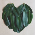 Green leaf arranged into heart shape texture background, ecology passion concept, 1:1