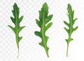 Green leaf arugula isolated on transparent background. Fresh salad or rucola. Collection green leaf arugula. Salad for