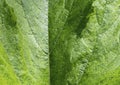 A green leaf as a natural background. Selective focus. Creative natural green background, green leaf background. A place to copy