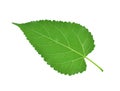 Mulberry leaves isolated on white background Royalty Free Stock Photo
