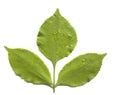 Green leaf of ash tree isolated on white background Royalty Free Stock Photo