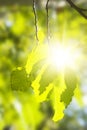 Green leaf of aspen in a sunny day