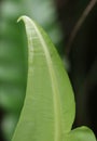 The green leaf of an Asplenium Royalty Free Stock Photo