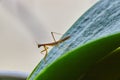 Green leaf with baby pray mantis Royalty Free Stock Photo