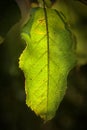 Green leaf back lit