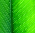 Green leaf background