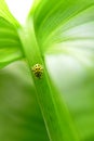 Green leaf background