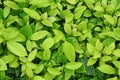 Green leaf background