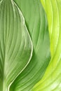 Green leaf background