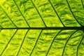 Green Leaf Background