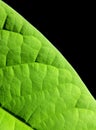 Green leaf background