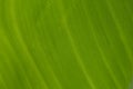 Green leaf background or abstract green nature texture background Royalty Free Stock Photo