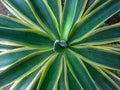 Green leaf background of the Agave desmettiana variegata Royalty Free Stock Photo