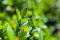 Green leaf background on branch Royalty Free Stock Photo