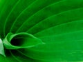 Green leaf background