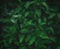 green leaf background dark green leaves Royalty Free Stock Photo