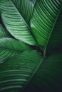 Green leaf background Dark green leaves