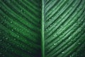 Green leaf background Dark green leaves