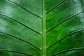 Green leaf background Dark green leaves Royalty Free Stock Photo