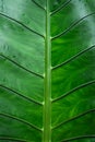Green leaf background Dark green leaves Royalty Free Stock Photo