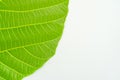 Green Leaf background Royalty Free Stock Photo